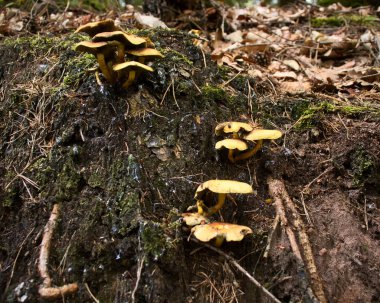 Almanya 'nın Palatinate Ormanı' nda bir sonbahar günü ağaç kütüğünde büyüyen üç grup sarı mantar..