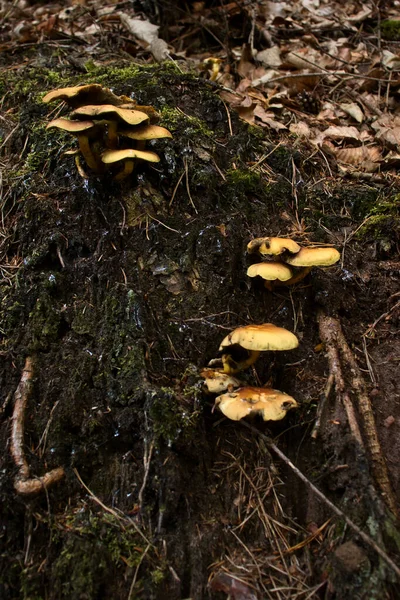 Gula Svampar Som Växer Vid Sidan Stubbe Tysk Skog Höstdag — Stockfoto