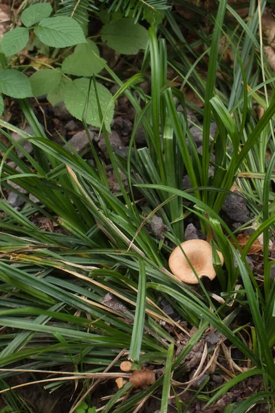 Fungo Abbronzante Che Cresce Nell Erba Alta Nella Foresta Palatinata — Foto Stock