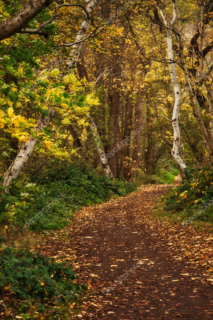 Hojas amarillas y verdes sobre un sendero lleno de hojas en Laacher Vea