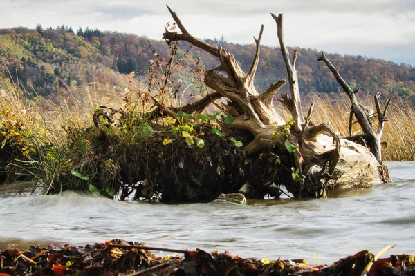 Water Fallen Tree Plants Growing Volcanic Lake Laacher See Andernach — 스톡 사진