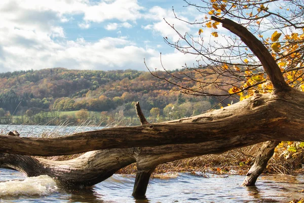 Tree Fallen Water Laacher See Lake Andernach Germany Bright Fall — Stockfoto