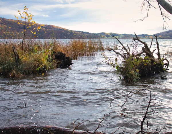 Water Droplets Front Grass Plants Dead Tree Volcanic Lake Laacher — Stockfoto