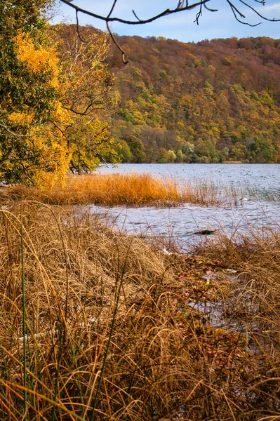 Gelbes Gras Wasser Laacher See Einem Herbsttag — Stockfoto