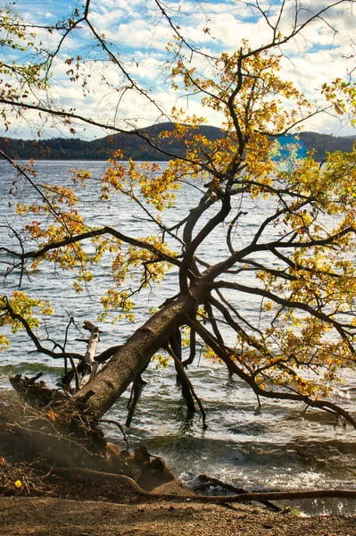 Tree Still Alive Yellow Leaves Falling Laacher See Volcanic Lake — Fotografia de Stock