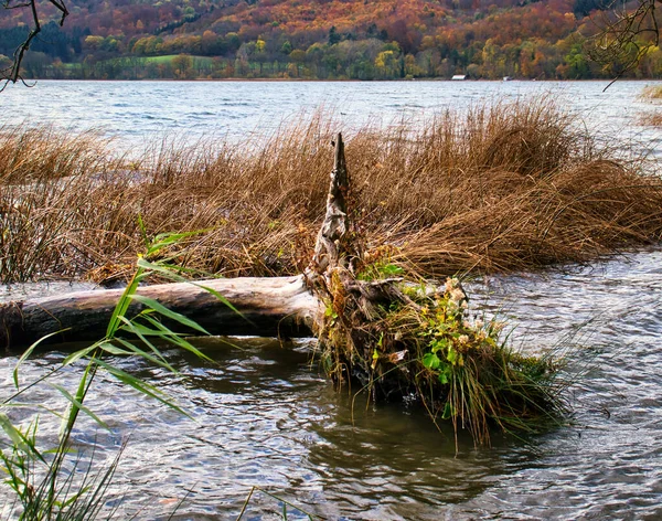 Árbol Caído Agua Con Plantas Creciendo Las Raíces Laacher See — Foto de Stock
