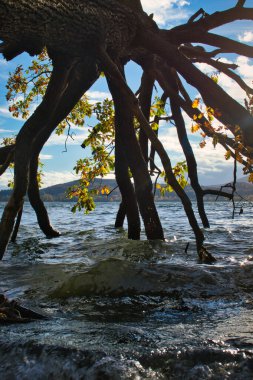 Laacher 'daki suya düşen ağacın etrafındaki dalgalar. Güneşli bir sonbahar gününde Almanya' da volkanik bir göl..
