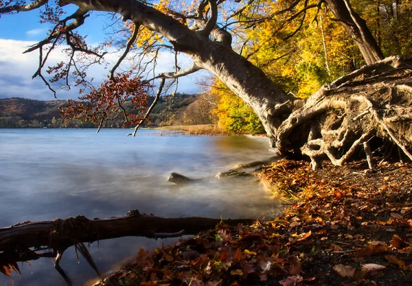 Raíces Árboles Sobre Suelo Laacher See Lago Volcánico Alemania Día — Foto de Stock