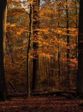 Orange leaves on a tree on a sunny fall day in the Palatinate forest of Germany.