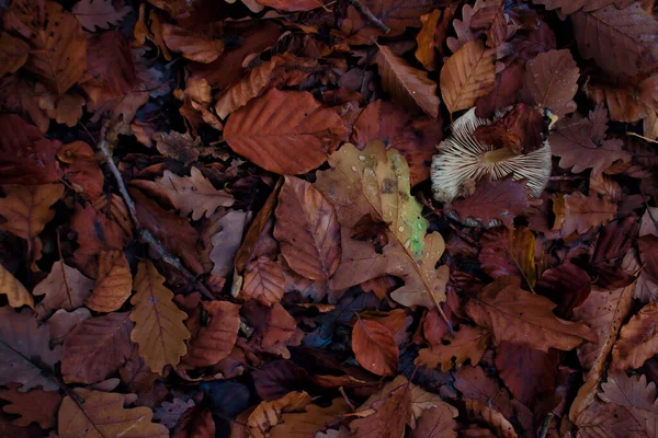 秋の日 白いキノコがドイツのパラティーネの森の茶色の葉のベッドの上でひっくり返りました — ストック写真