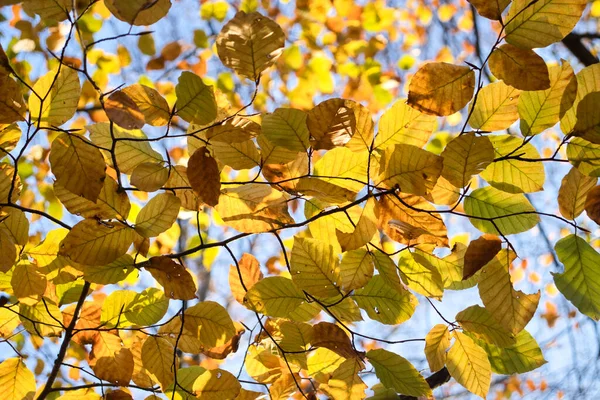 Yellow Leaves Tree Branch Germany Sunny Fall Day — Stockfoto
