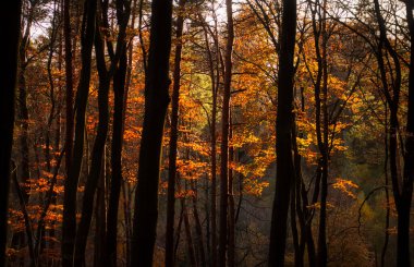 Bir sonbahar günü Almanya 'nın Palatinate ormanında, sarı ve turuncu yaprakların üzerinde parlayan güneş ışığı.