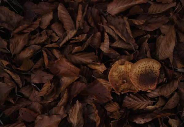 Looking Two Brown Mushrooms Growing Brown Leaves Forest Floor Fall — стоковое фото