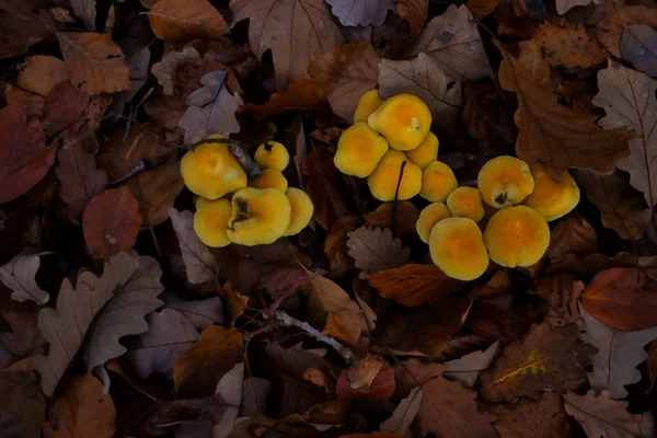 Cima Piccoli Tappi Funghi Gialli Che Crescono Nelle Foglie Marroni — Foto Stock