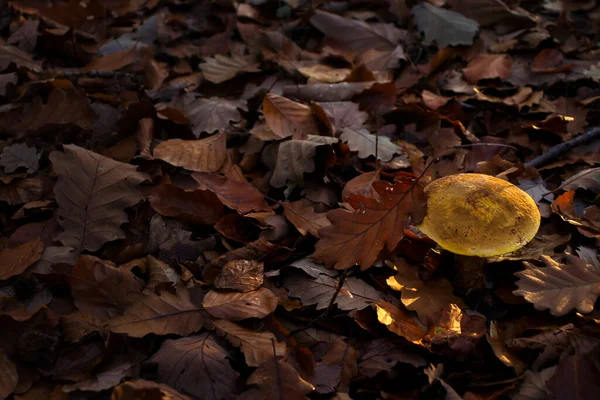 Luz Brilhando Topo Chapéu Cogumelo Amarelo Crescendo Folhas Marrons Floresta — Fotografia de Stock