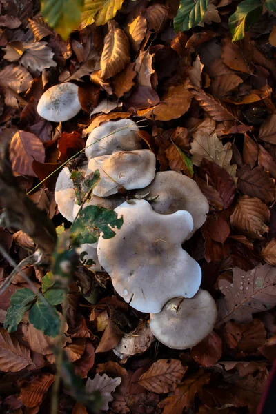 Groupe Champignons Blancs Poussant Dans Lit Feuilles Sur Sol Forestier — Photo