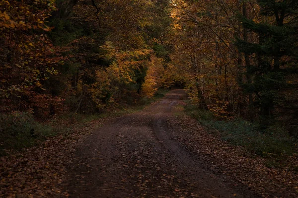 Dirt Road Palatinate Forest Germany Fall Day Colorful Orange Yellow — Stock Photo, Image