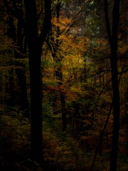 Світло Дереві Зеленим Жовтим Помаранчевим Листям Палацовому Лісі Німеччини Восени — стокове фото