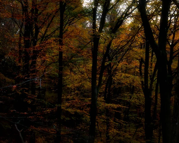 Bosque Oscuro Con Hojas Coloridas Árbol Otoño Día Otoño Renania —  Fotos de Stock