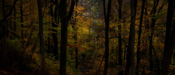 Beautiful light and colorful yellow, orange and green leaves on trees in the Palatinate forest of Germany on a fall day.