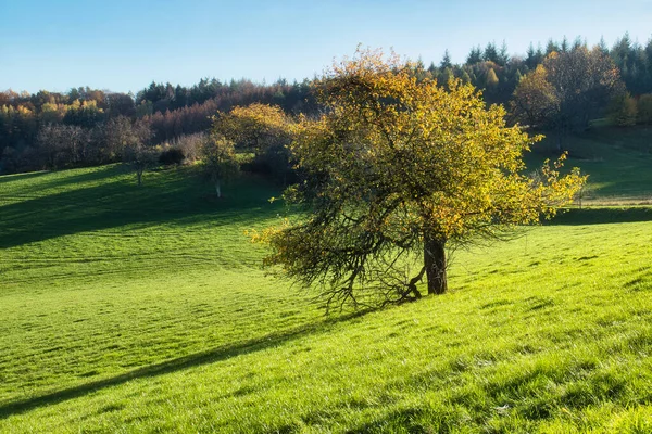 Folhas Amarelas Uma Árvore Campo Grama Verde Perto Potzbach Alemanha — Fotografia de Stock