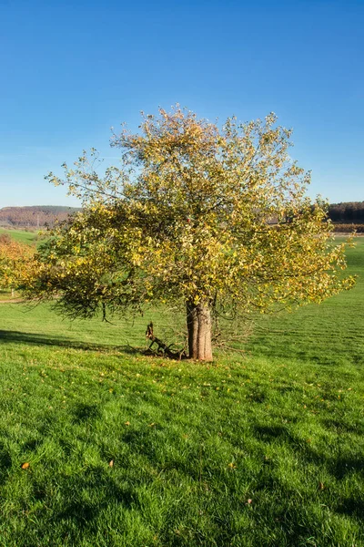 德国农村一个阳光明媚的秋天 一个红色的苹果挂在黄绿相间的树上 — 图库照片