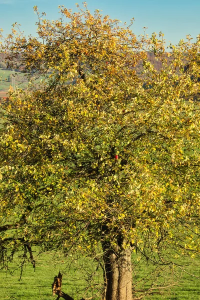 德国农村地区的苹果树 秋天阳光灿烂 树上长满了绿色 橙色的叶子和一个红色的苹果 — 图库照片