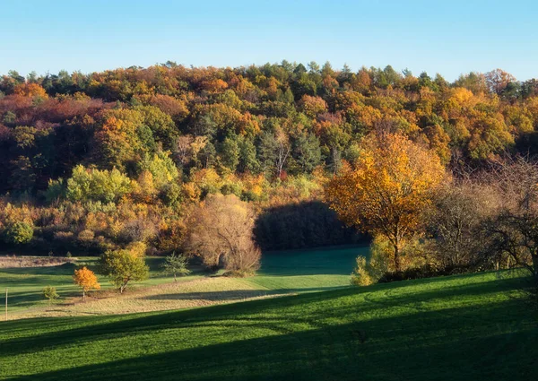 Grönt Gräs Ett Fält Framför Träd Med Färgglada Blad Solig — Stockfoto