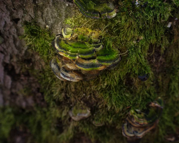 Belos Cogumelos Verdes Que Crescem Lado Uma Árvore Floresta Palatinada — Fotografia de Stock