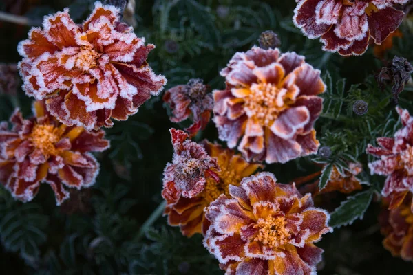 Fleurs Souci Jaune Orange Fleuries Couvertes Gel Par Matin Automne — Photo