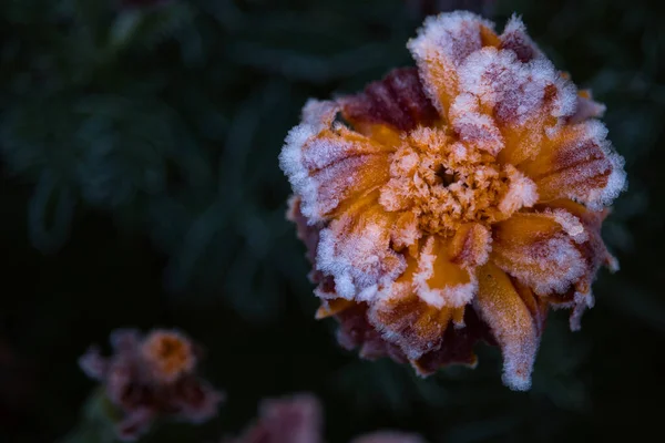 Frost Red Orange Marigold Flower Home Garden Cold Fall Day — Stock Photo, Image