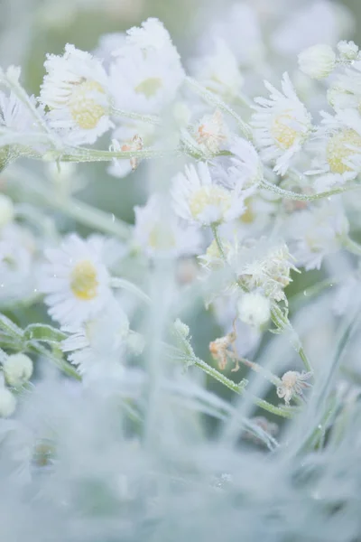Floreciendo Pequeñas Flores Blancas Cubiertas Escarcha Jardín Casero Una Fría — Foto de Stock