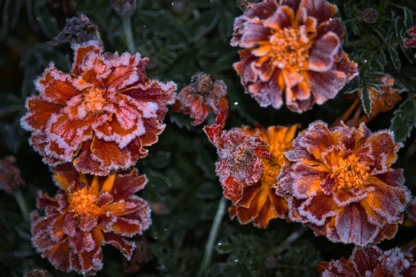Fleurs Souci Rouge Orange Couvertes Givre Par Matin Automne Froid — Photo