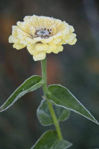 Jasnożółty Kwiat Zielone Liście Pokryte Mrozem Zimny Jesienny Poranek Niemczech — Zdjęcie stockowe