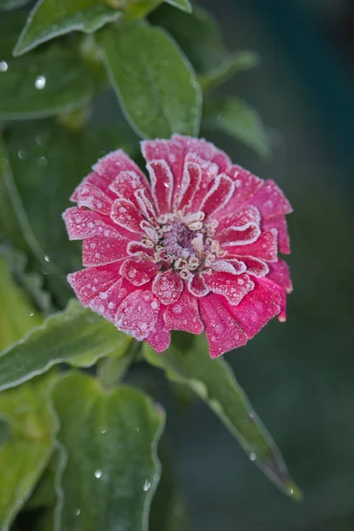 Rosa Zinnia Fiore Con Gelo Sulle Foglie Una Fredda Mattina — Foto Stock