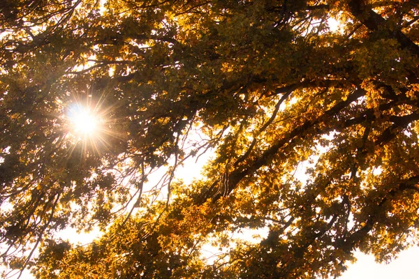 Heldere Zonnestralen Door Takken Van Een Tiet Met Geel Verkleurde — Stockfoto