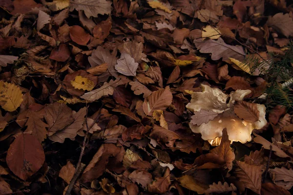 ドイツの秋の日にPalatateの森の床の枯葉の中で成長したキノコの光 — ストック写真