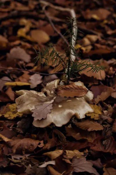 ドイツの秋の日に森の床に枯れ葉の中で成長した白いキノコの上に小さな枝と葉 — ストック写真