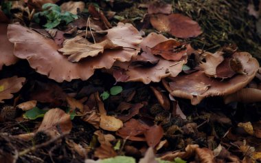 Kahverengi mantarlar, Almanya 'nın Derebeyi Ormanı' nın zemininde kahverengi yapraklarda art arda yetişiyor..