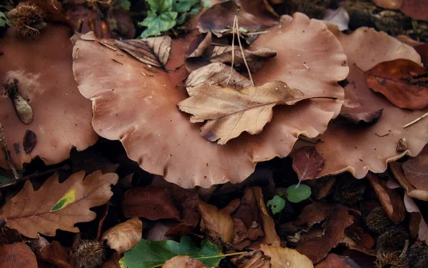 Rangée Champignons Bruns Poussant Dans Les Feuilles Brunes Dans Forêt — Photo