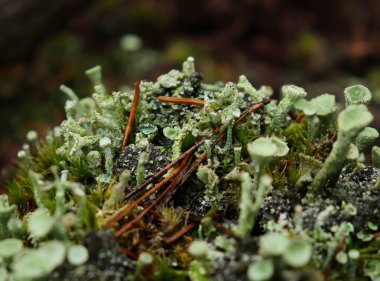Bir güz gününde Almanya 'nın Palatinate Ormanı' ndaki kütüğün üzerinde büyüyen küçük, 2,5 cm uzunluğunda bir Peri Kupası Lichen grubu..