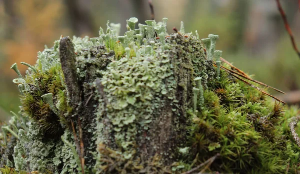Colônia Pixie Cup Lichens Cladonia Que Continuamente Produzem Descendência Crescendo — Fotografia de Stock
