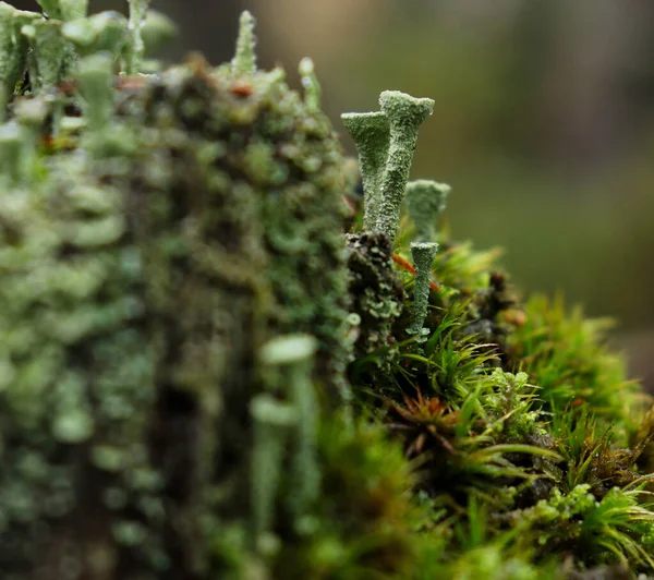 Pixie Cup Lichens Cladonia Crescem Muito Lentamente Mas Podem Suportar — Fotografia de Stock