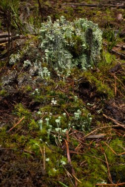 Yeşilimsi gri Peri Kupası Lichens kolonisi Cladonia asahinae, bir sonbahar günü Almanya 'nın Palatinate ormanında yetişen bir mantar türü..