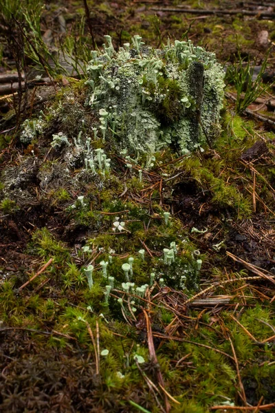 Колонія Зеленувато Сірого Кубок Піксі Ліченса Cladonia Asahinae Гриб Росте — стокове фото