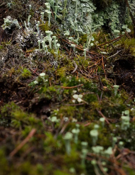 Pequena Cladonia Asahinae Pixie Cup Lichens Crescendo Musgo Chão Floresta — Fotografia de Stock