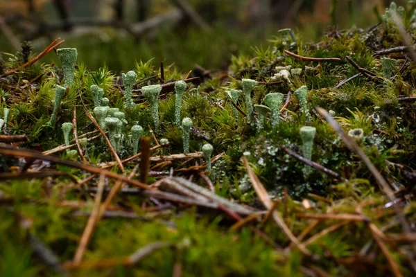 Warty Verde Pixie Cup Lichens Crescendo Chão Floresta Palatinado Alemanha — Fotografia de Stock