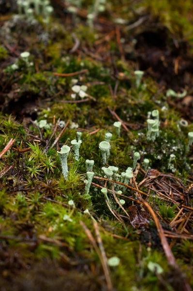 Tiny Green Pixie Cup Lichen Fungus Growing Floor Palatinate Forest — ストック写真