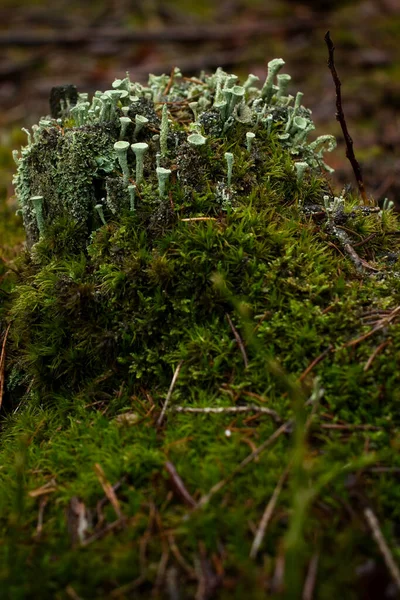 Tiny Pixie Cup Lichens Crece Pequeño Tocón Suelo Del Bosque — Foto de Stock