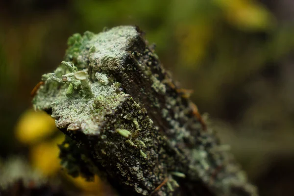 Pequenos Verdes Pixie Cup Lichens Crescendo Final Pedaço Madeira Floresta — Fotografia de Stock